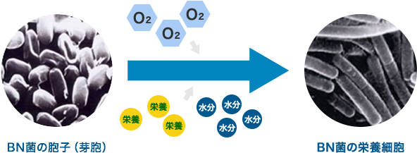 BN菌の胞子
                        （芽胞） BN菌の栄養細胞