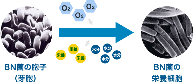 BN菌の胞子
                        （芽胞） BN菌の栄養細胞