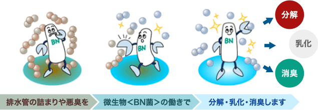 排水管の詰まりや悪臭を微生物＜BN菌＞の働きで分解・乳化・消臭します 分解 乳化 消臭