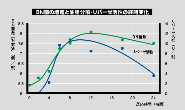 BN菌の増殖と油脂分解・リパーゼ活性の経時変化